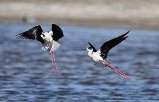 (Özel haber) Van Gölü Havzası göçmen kuşlarla...