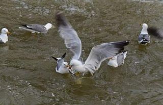 (Özel haber) Van Gölü’nün incisinin zorlu yolculuğu...