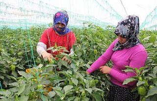 (Özel) Herkes evdeyken onlar 40 derece sıcakta serada...