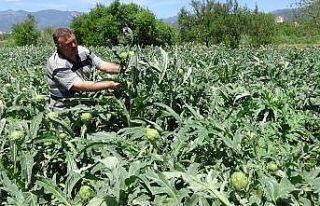 (Özel) İspanyol Enginarı Kazdağları’nı sevdi