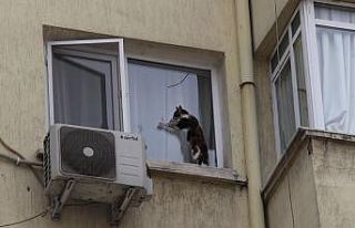 (Özel) İzmir’de görme engelli kediye nefes kesen...