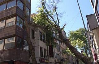 (Özel) Kartal’da asırlık ağaç iş yerinin çatısına...