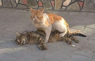 (ÖZEL) Kediden hayat dersi