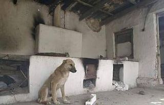 (ÖZEL) Kırgızistan-Tacikistan çatışmasında...