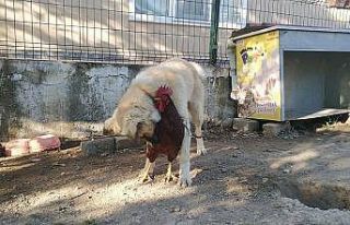 (Özel) Köpek ve horozun arkadaşlığı görenleri...