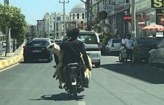 (Özel) Koyunun motosikletle yolculuğu kamerada