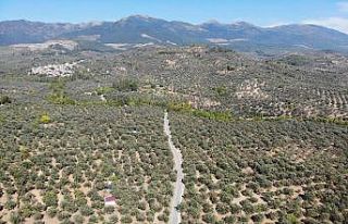 (Özel) Kuraklık ve sıcaklıklar zeytin rekoltesini...