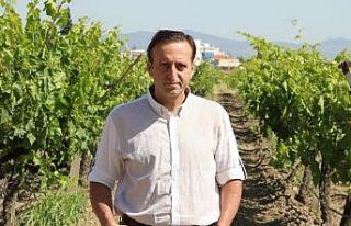 (Özel) Manisa’da üzüm için heyecanlandıran...