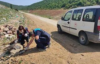 (Özel) Ölmüş koyun leşlerini köy yoluna attılar