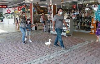 (Özel) Ördekleriyle çarşı pazar geziyor, görenleri...