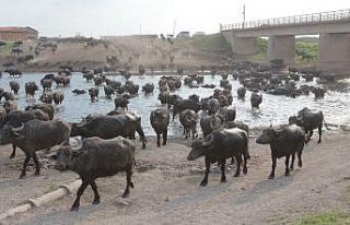 (ÖZEL) Serengeti Parkı değil Balıkesir Ovası