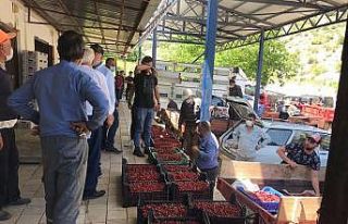 (ÖZEL) Sezonun ilk kirazları ’Açık artırma’...