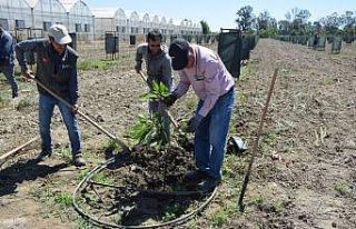 (ÖZEL) Sofraların vazgeçilmez lezzeti avokadoya...