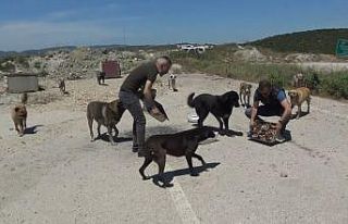 (Özel) Sokak hayvanlarına özel ciğer kebap