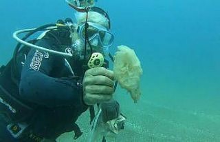 (Özel) Tam kapanma deniz canlılarına nefes oldu