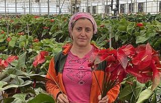 (Özel) Topraksız tarımın en uzun ömürlü çiçeği...