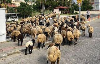 (Özel) Turizm kentinin sokaklarını mera gibi kullandı
