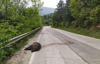 (Özel) Uludağ yolunda devasa domuz şok etti
