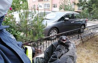 (Özel) Yuvasından düşen kargayı itfaiye ekipleri...