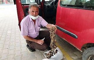 Pandemi ve yetersiz yağış kuzugöbeği mantarı...