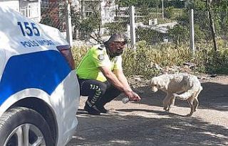 Polis, kendi suyunu sıcaktan bunalan köpeğe eliyle...