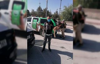 Polisin durdurduğu otomobilden ceylan yavruları...