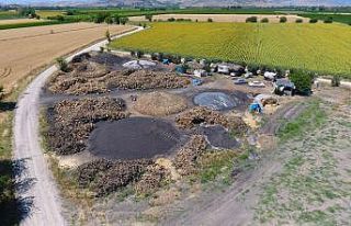 Portakal ağaçlarının kömür yolculuğu başladı