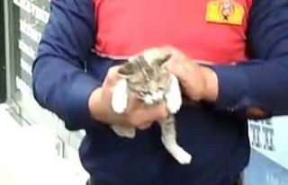 Reklam tabelasının içinden çıkamayan yavru kedi...