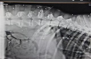 Röntgen çekilince ortaya çıktı, görenler şok...