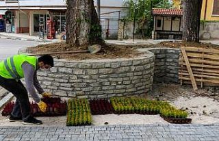 Safranbolu Belediyesi’nin yetiştirdiği çiçekler...