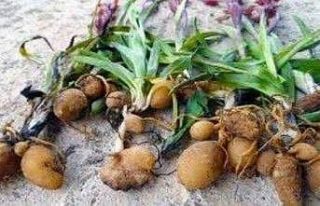 Safranbolu’da salep toplayan kişi yakalandı