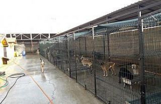 Safranbolu’da sokak hayvanları hem iyileştiriliyor...