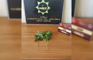 Saksıdan kenevir çıktı