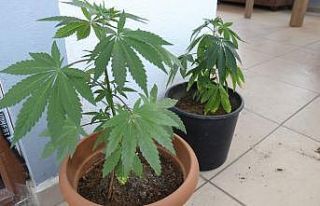 Saksılarda uyuşturucu yetiştiren yabancı uyruklu...