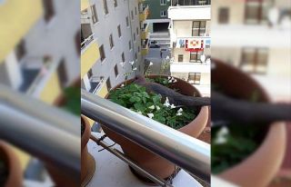 Saksıya yuva yaptı, yumurtalarına kimseyi yaklaştırmıyor