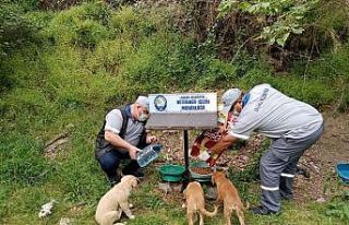 Salihli’de sokak hayvanları unutulmuyor