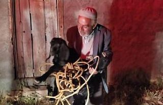 Şanlıurfa’da foseptik çukuruna düşen keçi...