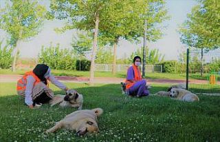 Şanlıurfa’da gençler sokak hayvanlarını unutmadı