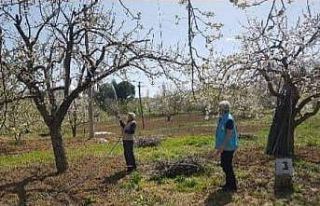 Şaphane’de meyve bahçelerinde ilaçlama çalışmaları