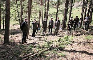 Sarıkamış’ta ormancılık çalışmaları yerinde...