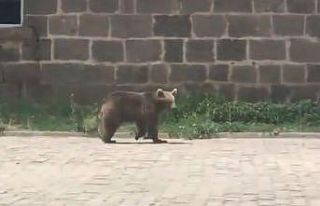 Sarıkamış’ta yavru ayı gündüz ilçe merkezine...