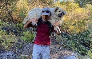 Sarp arazide mahsur kalan Dırdır ekipler tarafından...