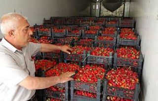 Sason çileği ABD ve Avrupa yolcusu