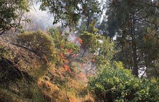 Şehir merkezindeki ormanlık alanda yangın çıktı