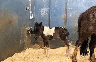 Şehir Ormanı ‘midillisine’ kavuştu