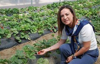 Selçuk’un gözbebeği Efes Tarlası Yaşam Köyü...