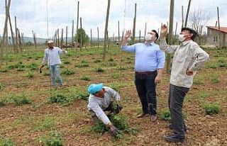 Şerbetçi otunda ipleme mesaisi başladı
