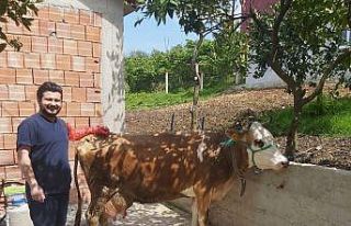 Sığır yetiştiricilerine tohumlama desteği