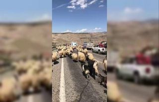 Siirt’te koyun sürüsü karayolunu kapattı