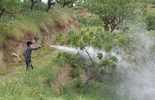 Siirt’te kuraklık bağ sahiplerini korkuttu: Mahsullerin...